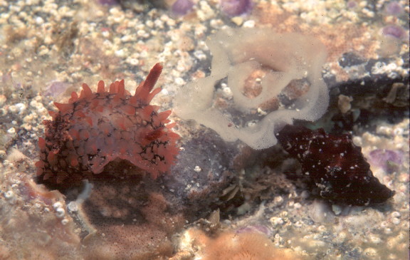 Acanthodoris pina